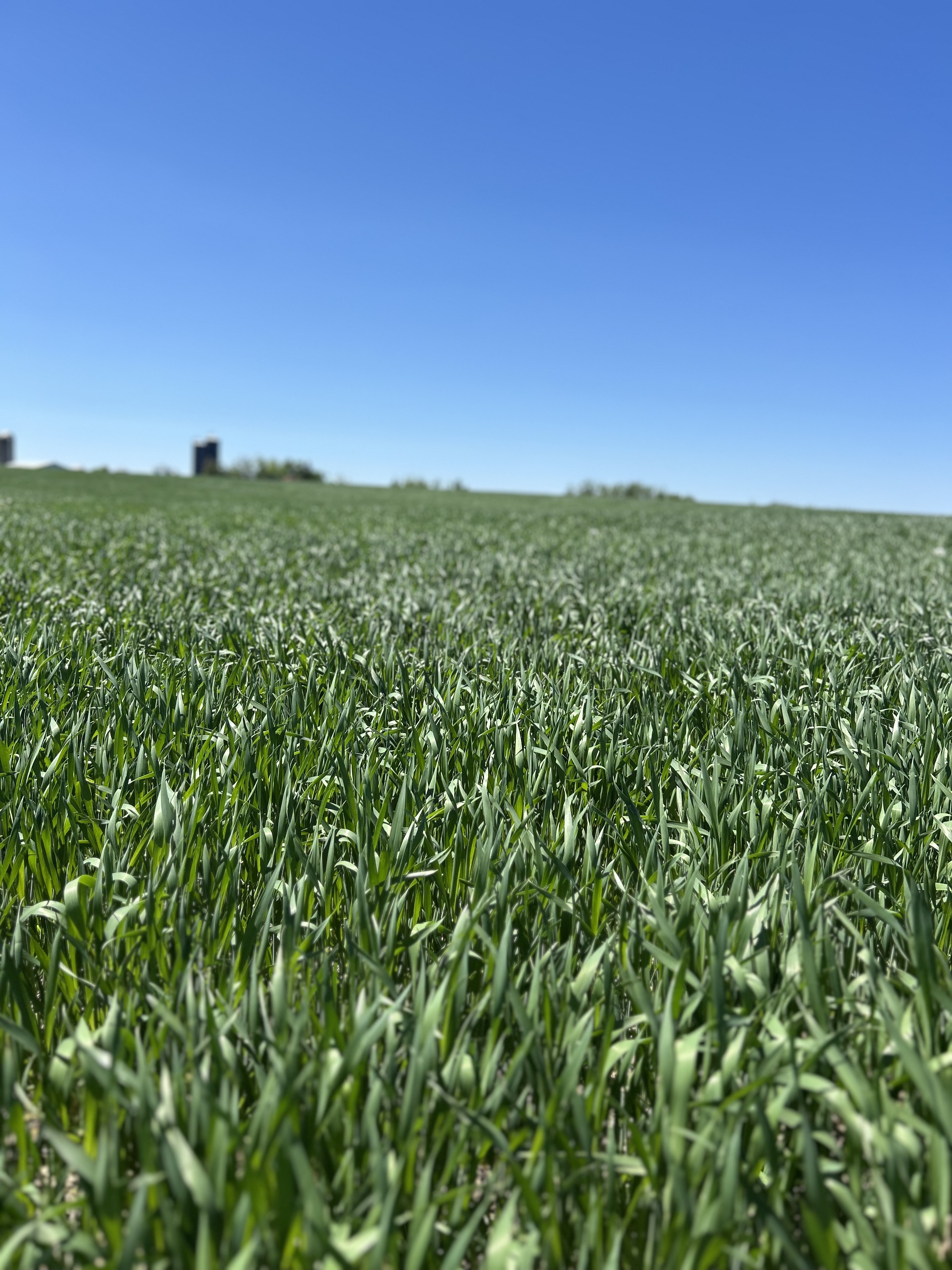 A photo of a wheat field